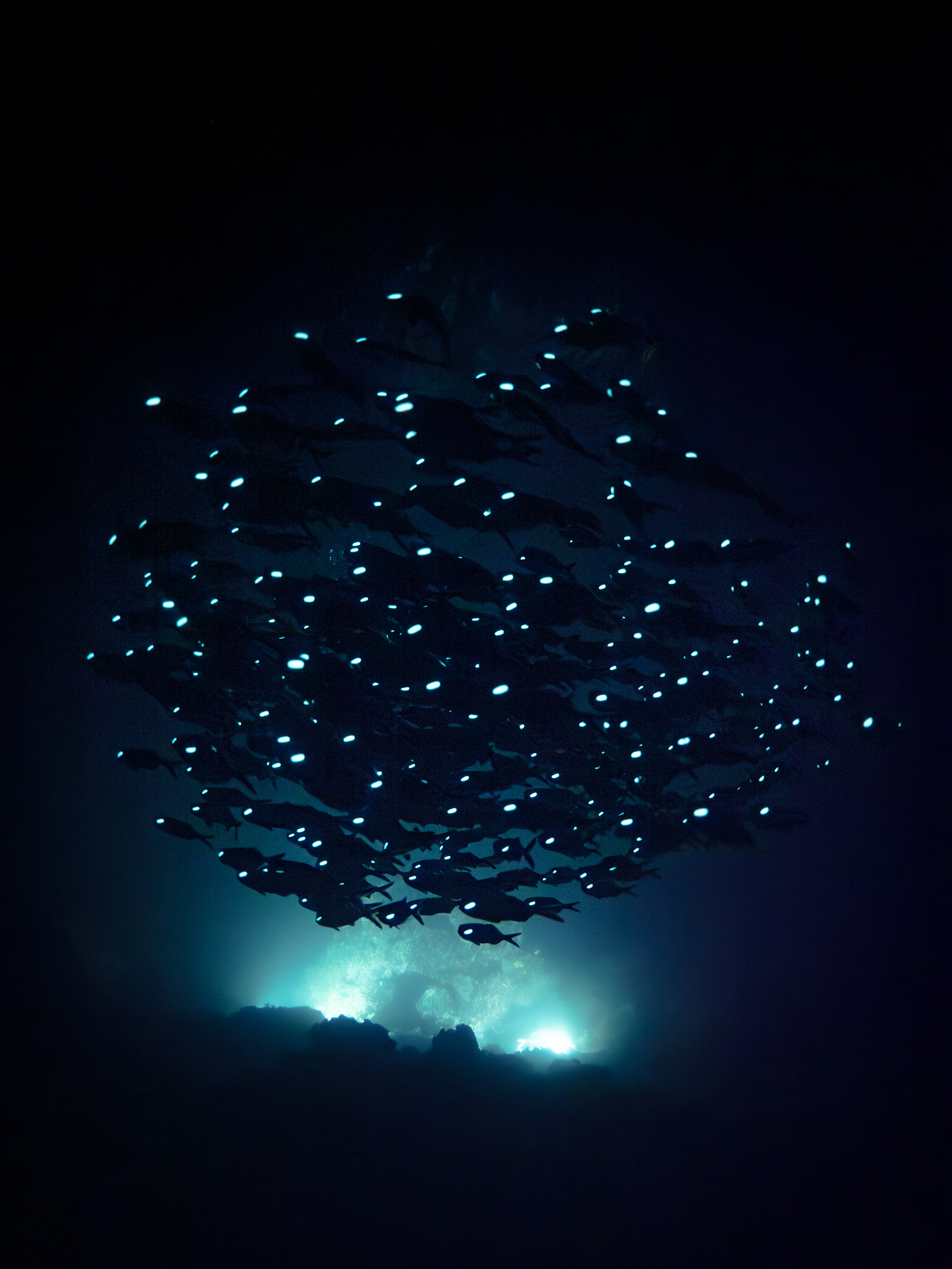 © Akira Asahina, Korea, Republic Of, entry, Open Competition, Natural World & Wildlife, 2026 Sony World Photography Awards