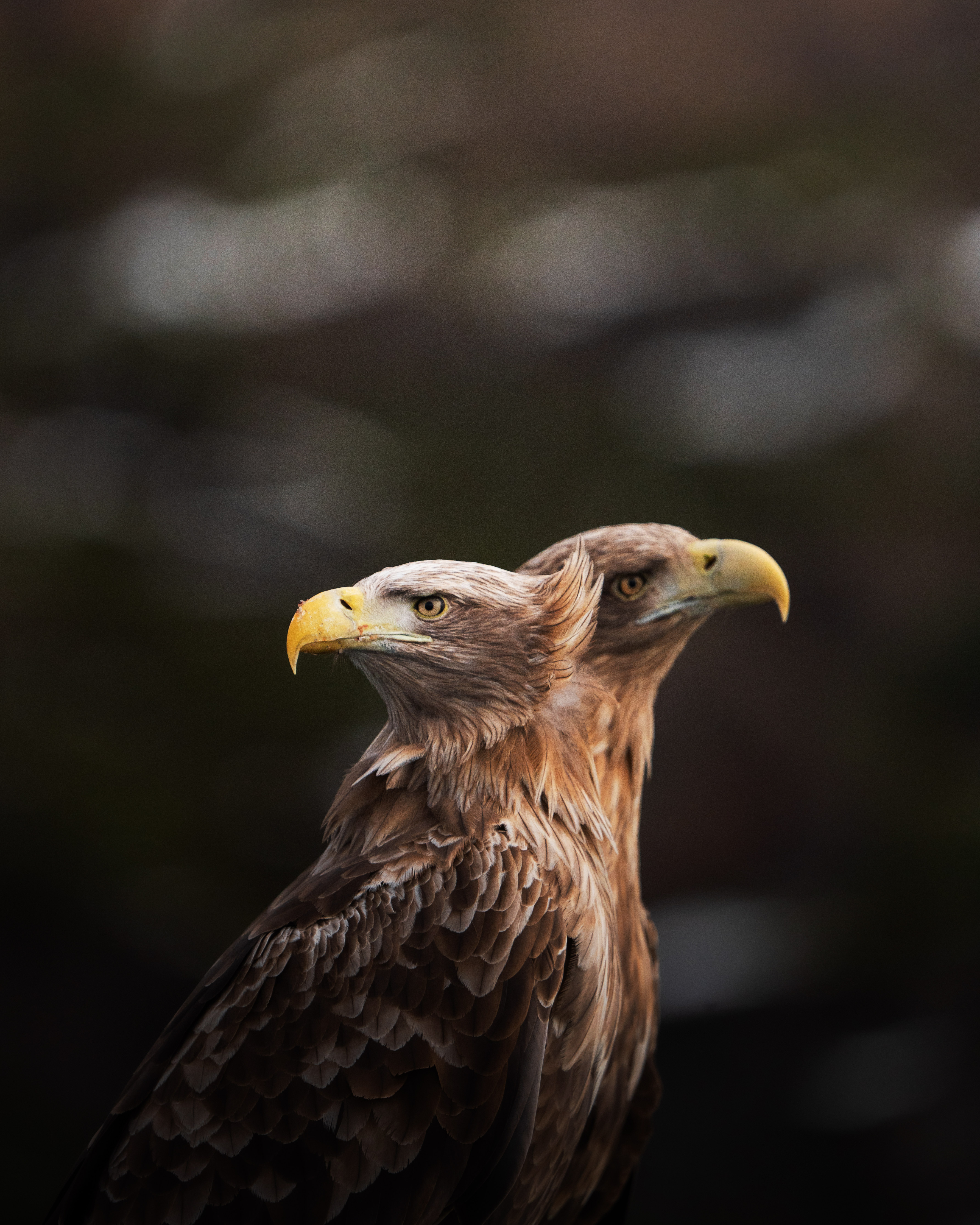 © Anders Engebretsen, Norway, entry, Open Competition, Natural World & Wildlife, 2026 Sony World Photography Awards