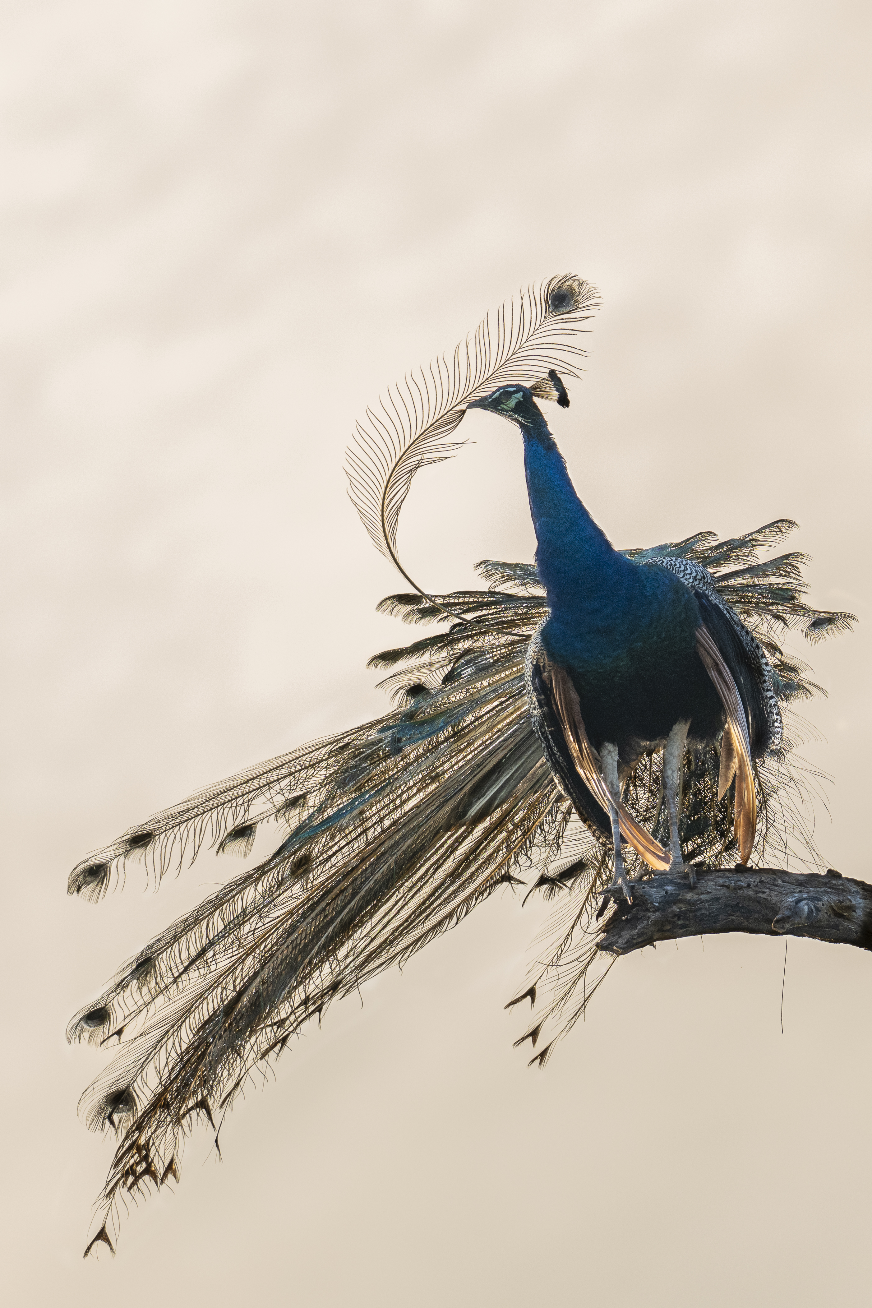 © Jeirin Anton, Sri Lanka, Shortlist, Youth Competition, 2026 Sony World Photography Awards